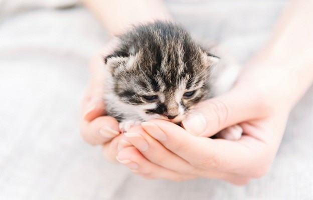 Какво издава за вас домашния ви любимец