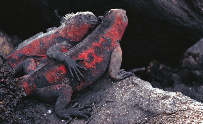 Игуани на Галапагоските острови