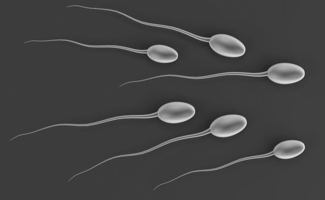 655-402-sperma-spermatozoidi.jpg