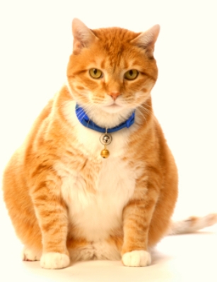 Повече спорт и по-малко похапване