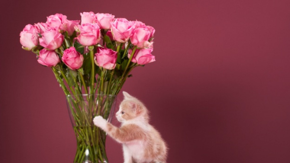 Подходяща грижа за цветята във ваза