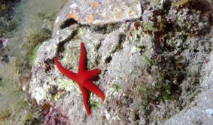 Болест масово убива морските звезди