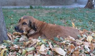 Дете от Румъния спасява кучета чрез "Фейсбук"