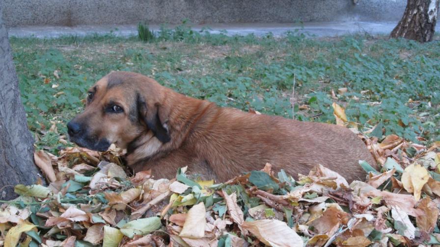 Малтретирано куче в Бургас е с опасност за живота