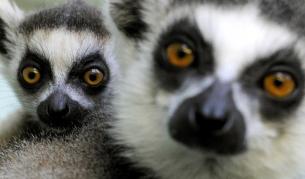 Учени: Лемурите са сериозно заплашени от изчезване