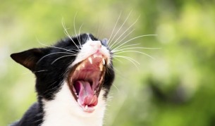 Котешки екстрасенс разкри проблем на звездно коте