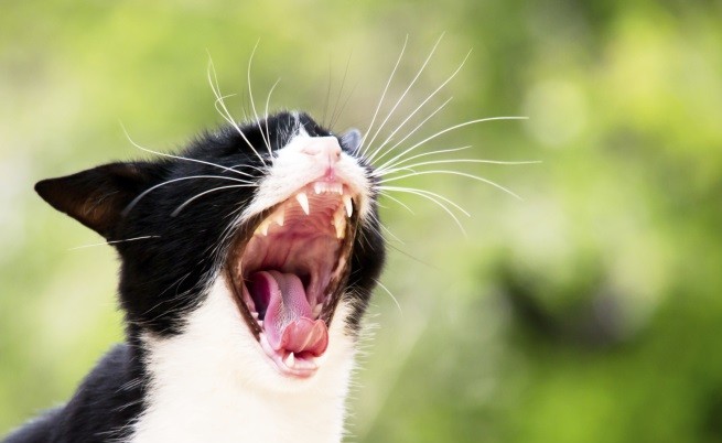 Котешки екстрасенс разкри проблем на звездно коте