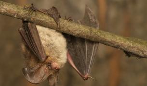 Какво си казват прилепите, когато се спускат към плячка