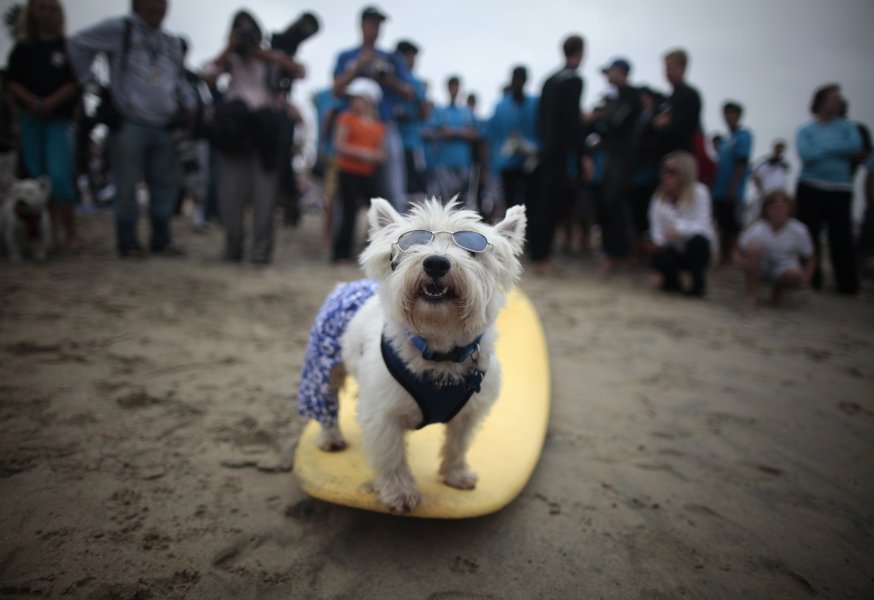 Кучета сърфисти премериха сили в Калифорния1