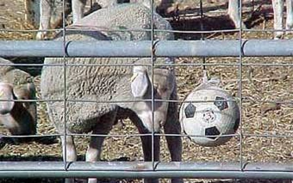Хърватски футболист заработи стадо овце