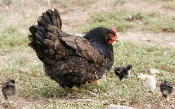 Политическа агитация с кокошка на ЦСКА – Тулуза