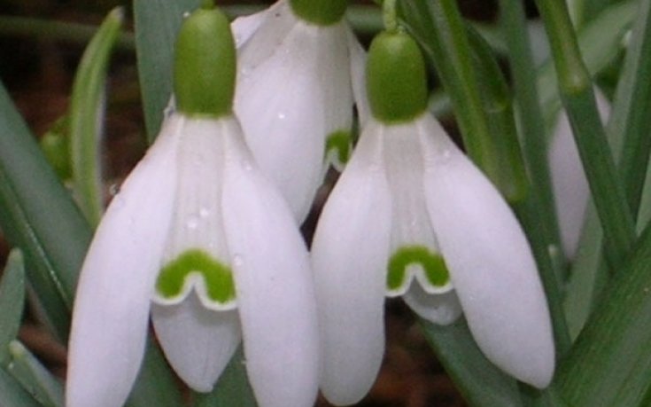 Две февруарски кокичета за BG-футбола