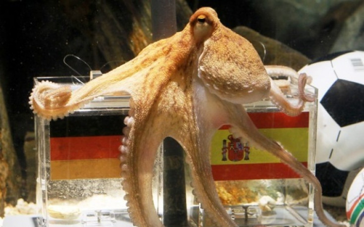 Мадрид с оферта за октопода Паул