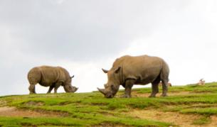 Откриха най-древния прародител на тревопасните