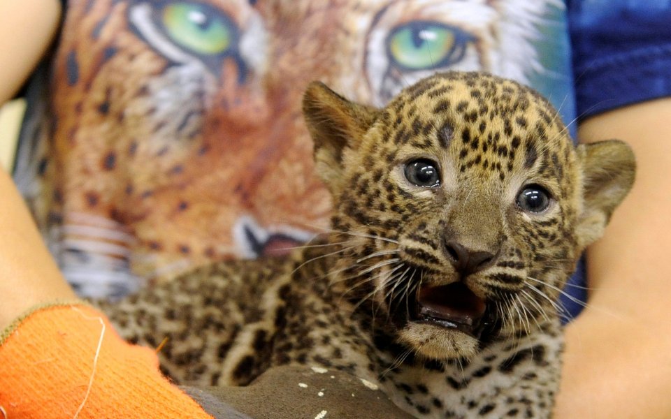 Баруто стана кръстник на амурски леопард