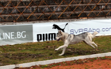 СНИМКИ: Кучето Христо шпионира Кокала