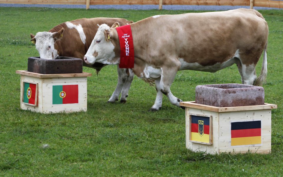 Крава огорчи феновете на Германия