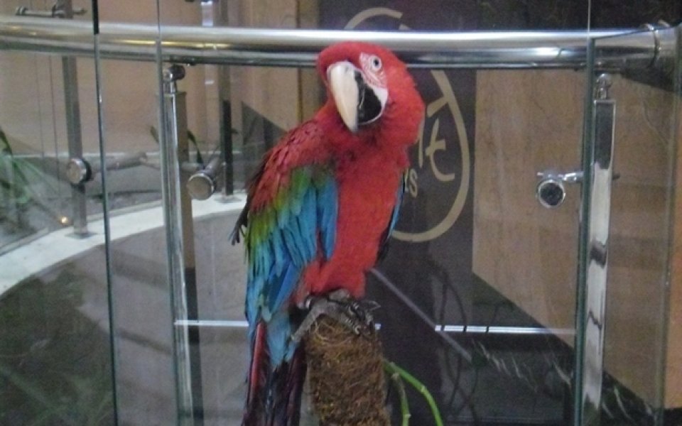 Футболистите на Локо Пд отказаха снимка с червен папагал