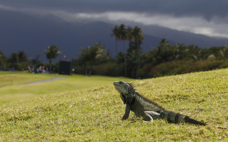 Мъртва игуана и обезглавен питон пред стаите на хърватите