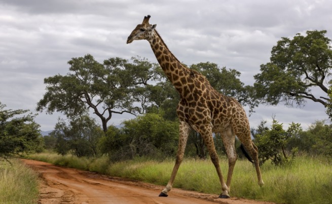 Как тънките крака на жирафа издържат тежестта му