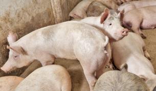 Швейцария забрани свинското от България и Румъния