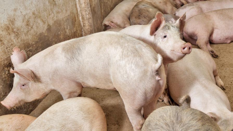 Швейцария забрани свинското от България и Румъния