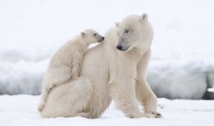 Кога полярните мечки изяждат малките си?