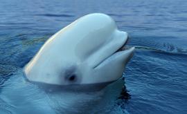  <p>Кит &ndash; съветски разузнавач, дезертира, Русия отрича</p> 