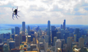 Паяците предпочитат градския живот