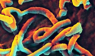 В Сенегал вече няма епидемия от ебола
