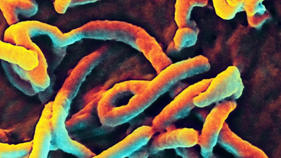 В Белгия се разработва ваксина срещу ебола