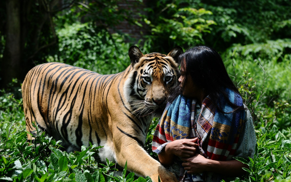 Порно актьорите в Япония били по-голяма рядкост от бенгалските тигри