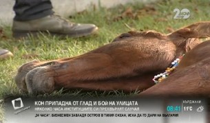 Кобилата Галя