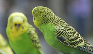 Умъртвяват хиляди папагали в Брюксел