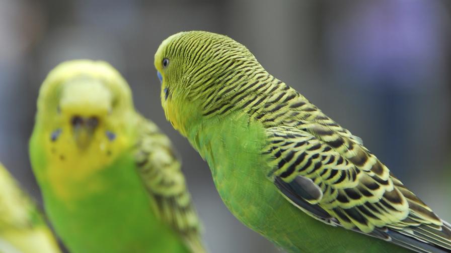 Умъртвяват хиляди папагали в Брюксел