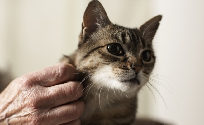 <p><strong>По-добре да не галим котки?</strong></p>

<p>Китайски учени от Харбин са установили, че новият коронавирус може да се размножава сред котките. Те могат и да си го предават една на друга, но това не става толкова лесно, твърди изследователят Хуалан Чен.</p>