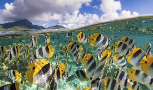 Риби напускат тропиците и търсят по-студени води