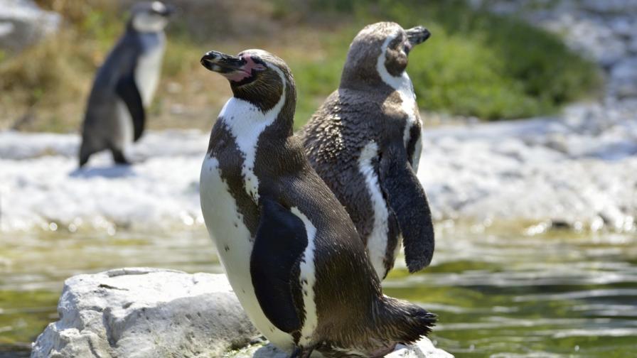 Хумболтови пингвини