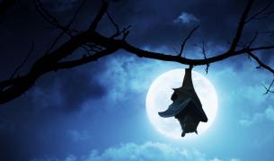 Учени откриха защо някои прилепи пият кръв