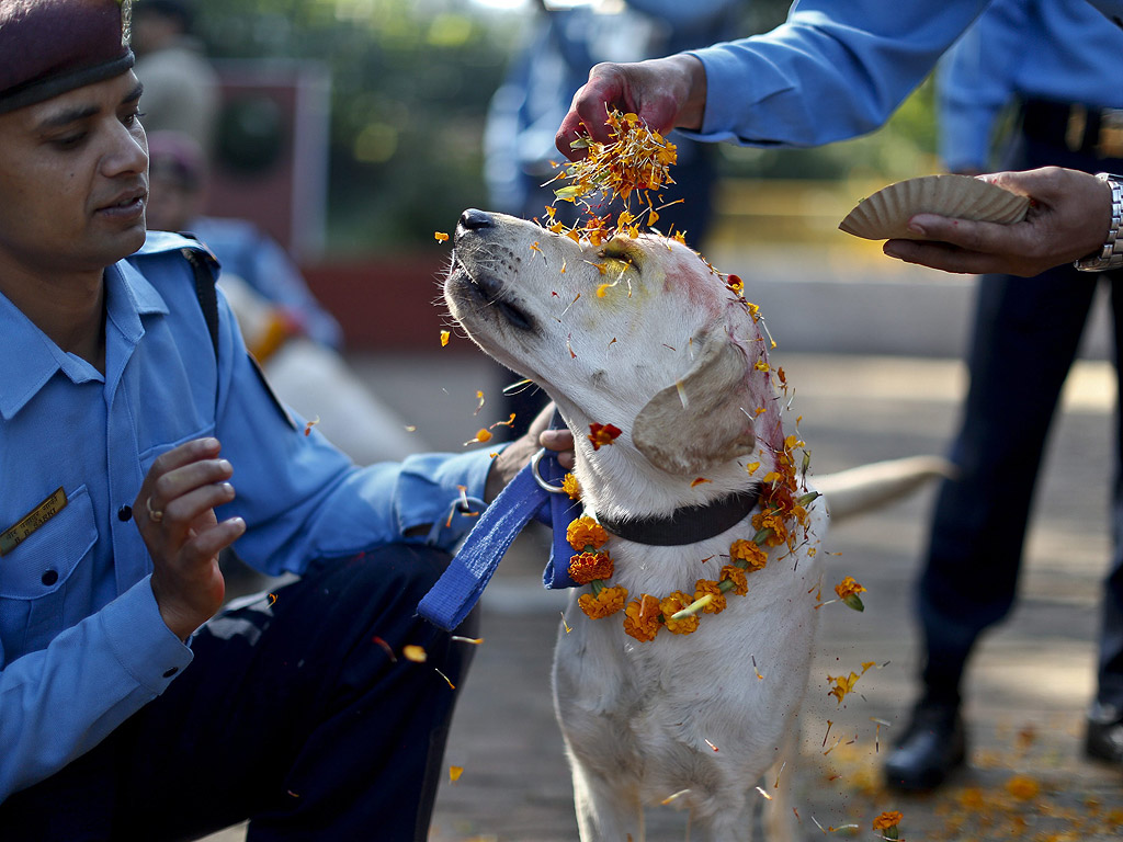 Полицай ръси цветен прах върху полицейско куче в Центъра за обучение на полицейски кучета в Катманду, Непал, като част от фестивала Дивали