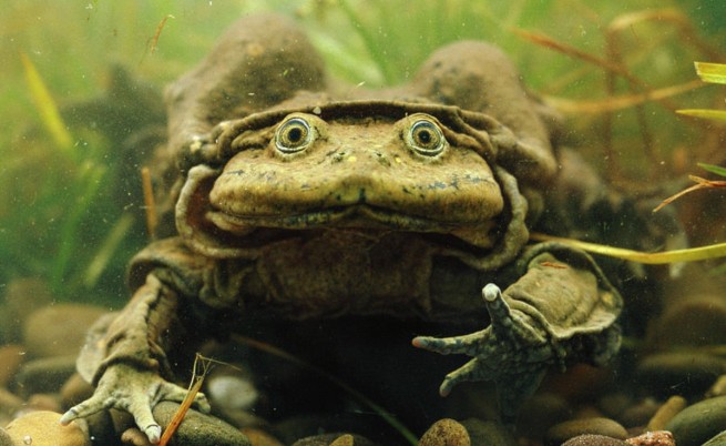 Водна жаба от езерото Титикака