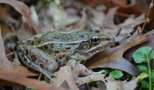 Новият вид Rana kauffeldi