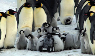 Роботизираното бебе пингвин е обградено от истинските бебета