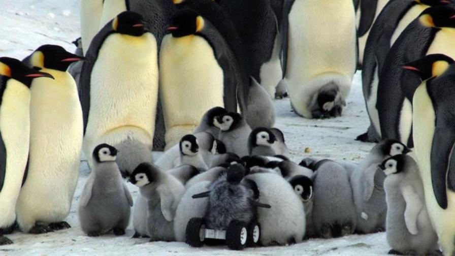 Учени внедриха робот сред пингвини