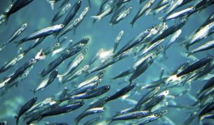 Сребърни риби