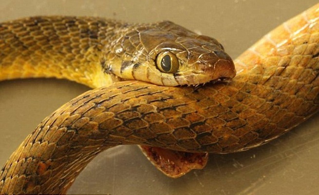 Змия се самоуби със собствената си отрова