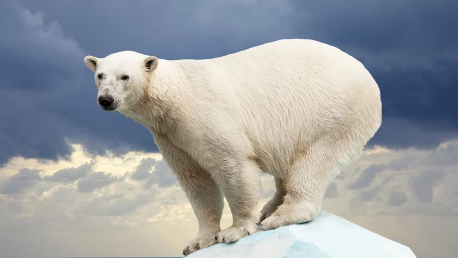 Откъде идват полярните мечки и накъде отиват