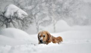 Снеговалежът в района на Бъфало продължи три дни