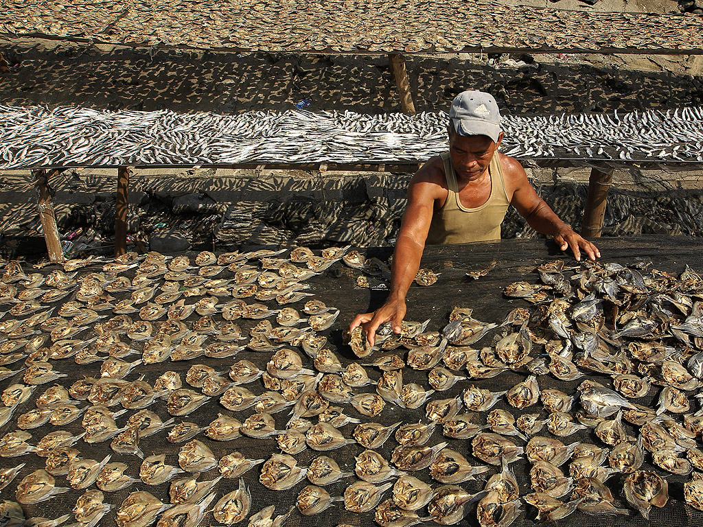Филипински рибар подрежда сушена риба в рибарско селище, по време на честването на Световния ден на риболова в град Паранака, южно от Манила, Филипините. Световния ден на рибарството се празнува всяка година на 21 ноември