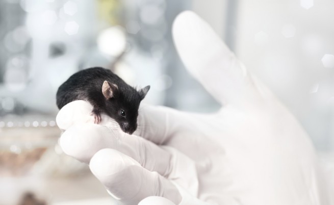 Мишки с наполовина човешки мозък станаха по-умни